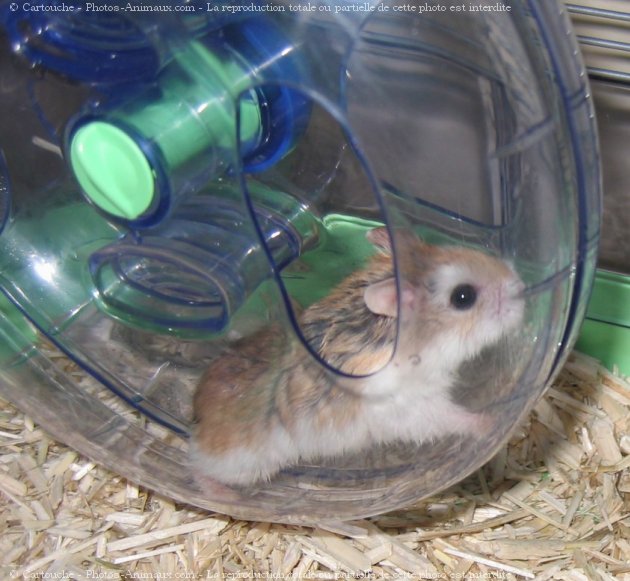 Photo de Hamster