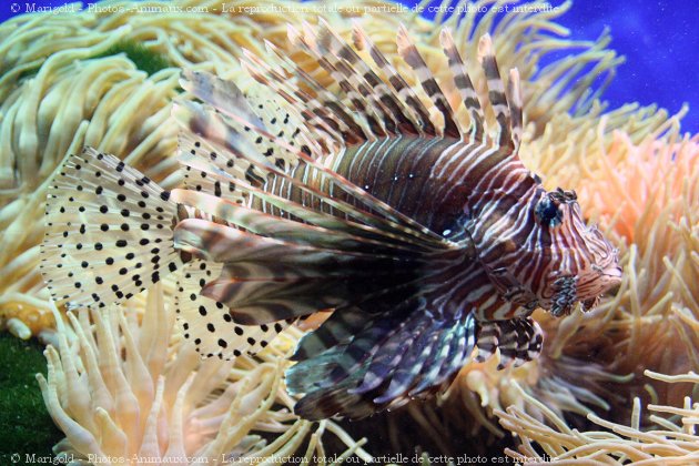 Photo de Poissons exotiques