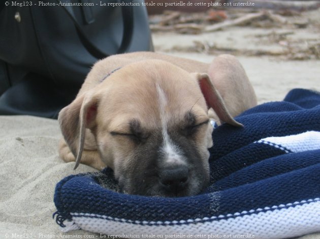 Photo d'American staffordshire terrier