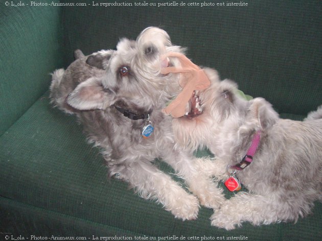 Photo de Schnauzer nain