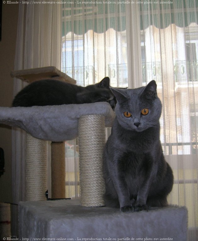 Photo de Chartreux