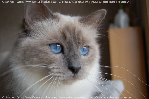 Photo de Sacr de birmanie