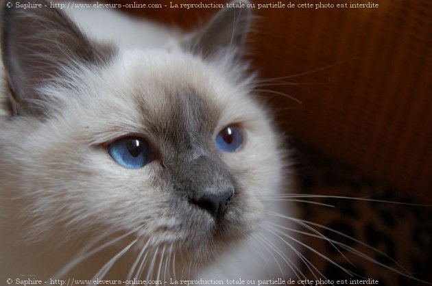 Photo de Sacr de birmanie