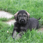 Photo de Schnauzer gant