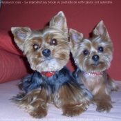 Photo de Yorkshire terrier