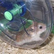 Photo de Hamster