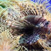 Photo de Poissons exotiques