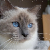 Photo de Sacr de birmanie