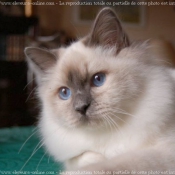 Photo de Sacr de birmanie