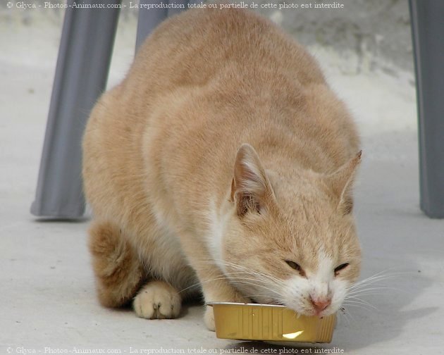 Photo de Chat domestique