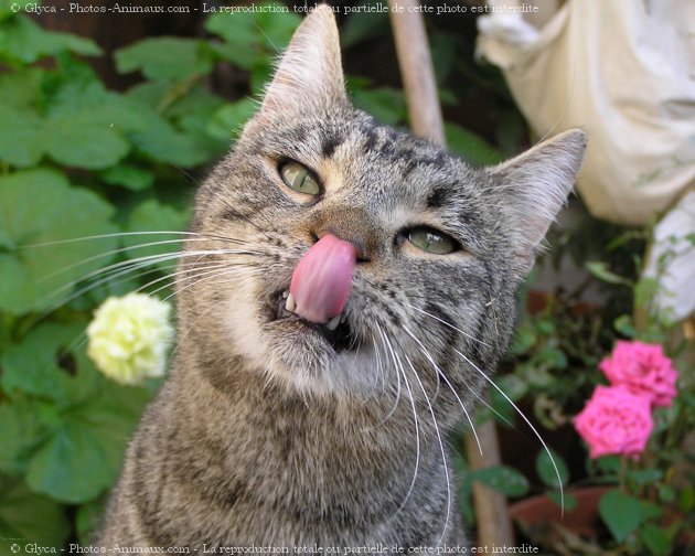 Photo de Chat domestique