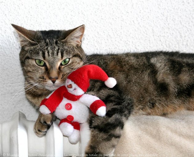 Photo de Chat domestique