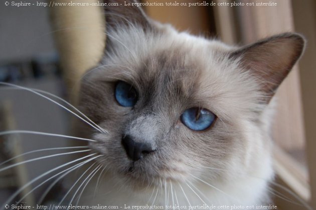 Photo de Sacr de birmanie