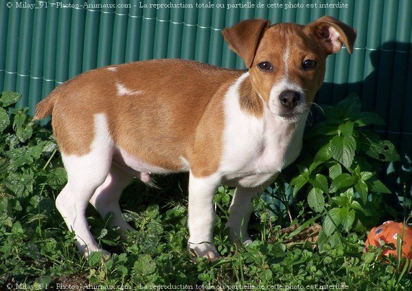 Photo de Jack russell terrier