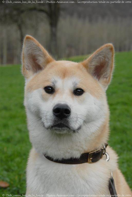 Photo d'Akita inu