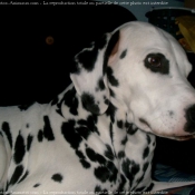 Photo de Dalmatien