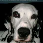 Photo de Dalmatien