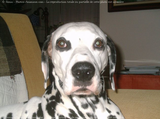 Photo de Dalmatien