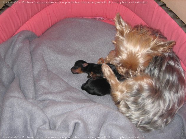 Photo de Yorkshire terrier