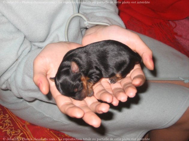 Photo de Yorkshire terrier