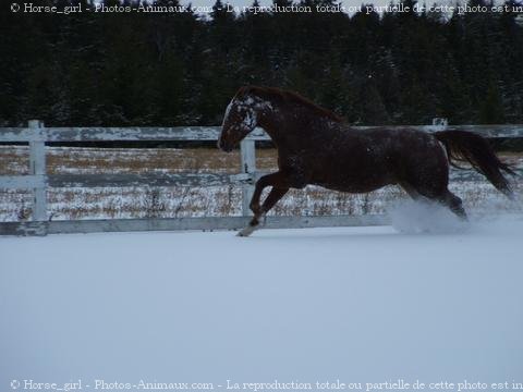 Photo de Quarter horse