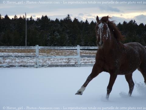 Photo de Quarter horse