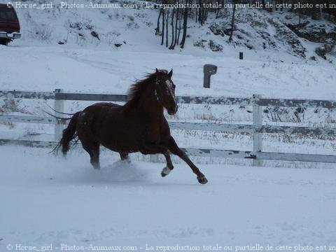 Photo de Quarter horse