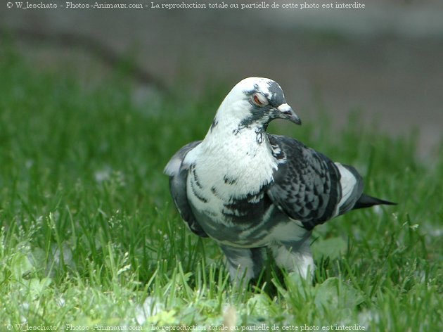 Photo de Pigeon