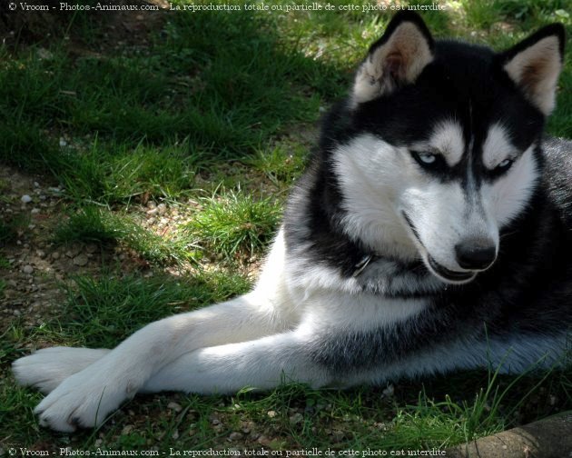 Photo de Husky siberien