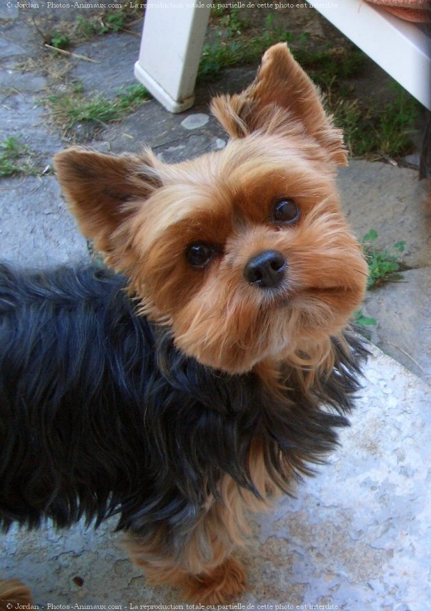 Photo de Yorkshire terrier