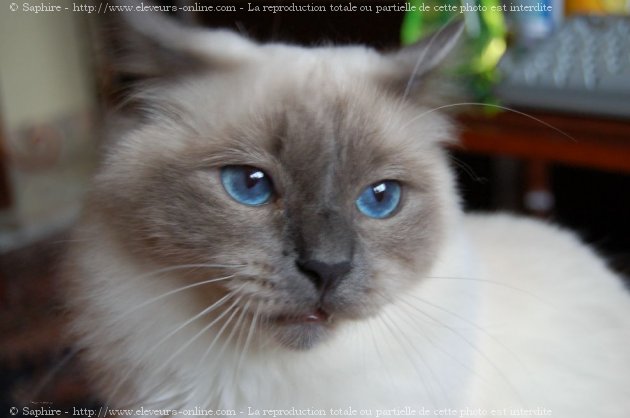 Photo de Sacr de birmanie