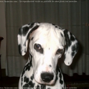 Photo de Dalmatien