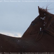 Photo de Quarter horse