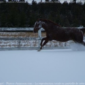 Photo de Quarter horse