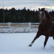 Photo de Quarter horse