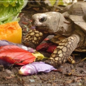 Photo de Tortue