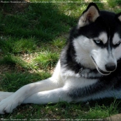 Photo de Husky siberien