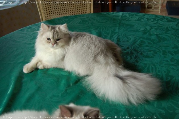 Photo de British longhair