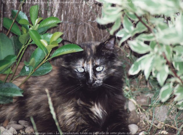 Photo de Chat domestique