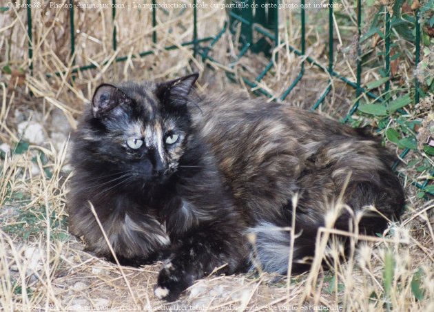 Photo de Chat domestique