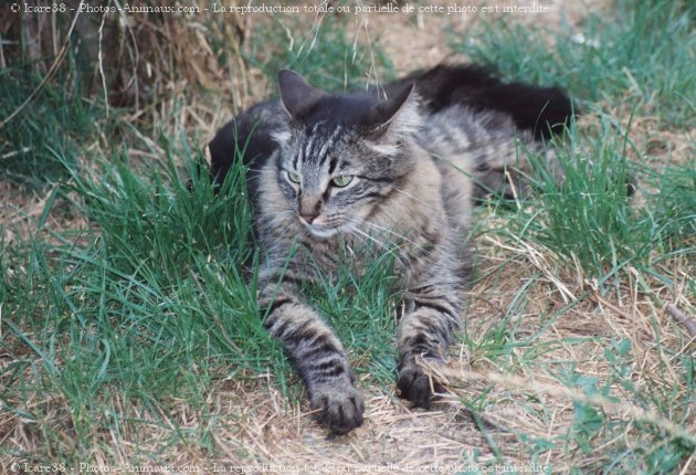 Photo de Chat domestique