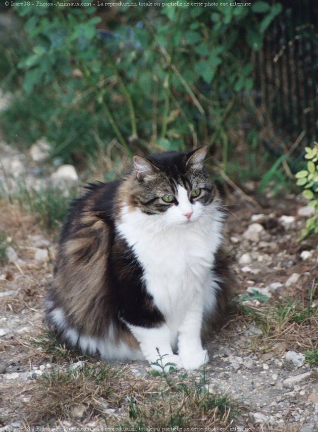 Photo de Chat domestique