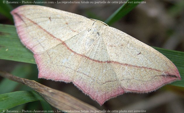 Photo de Papillon