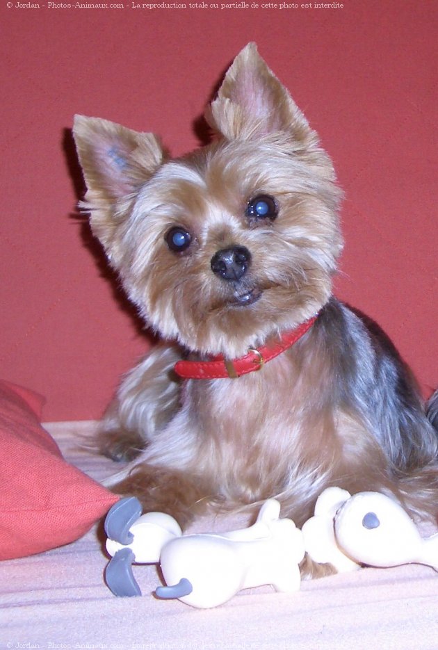 Photo de Yorkshire terrier