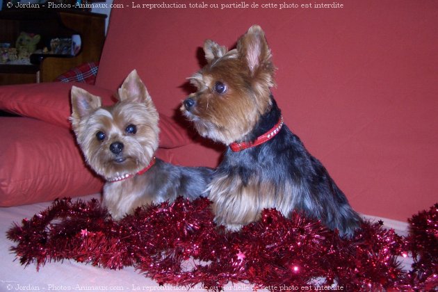 Photo de Yorkshire terrier