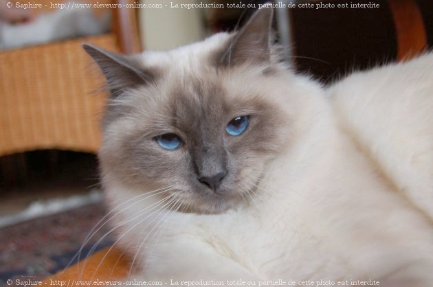 Photo de Sacr de birmanie