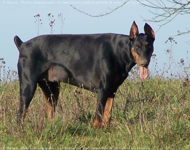 Photo de Dobermann