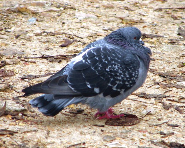 Photo de Pigeon