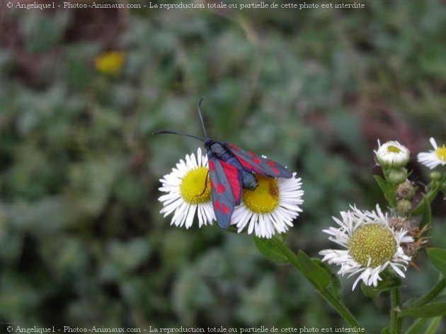 Photo de Papillon