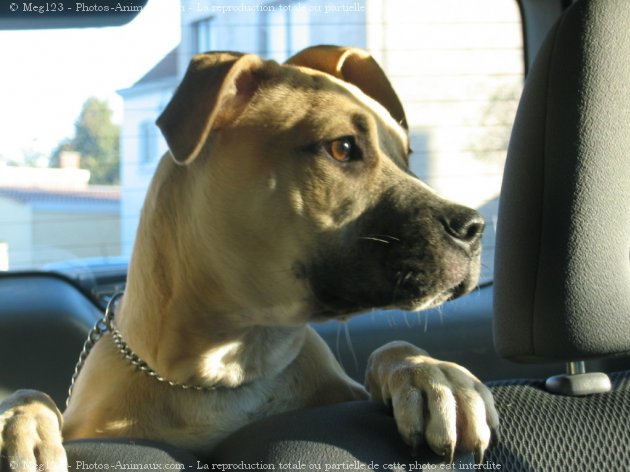 Photo d'American staffordshire terrier